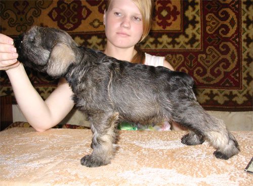 рисунок
